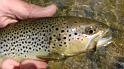 Nice Brown